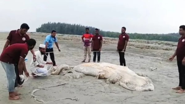 সৈকতে ভেসে এলো ৫৬ ফুট দৈর্ঘ্যের মৃত তিমি